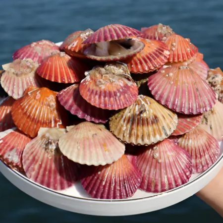 냉동홍가리비 10KG 국내산 급속냉동 (벌크상품)