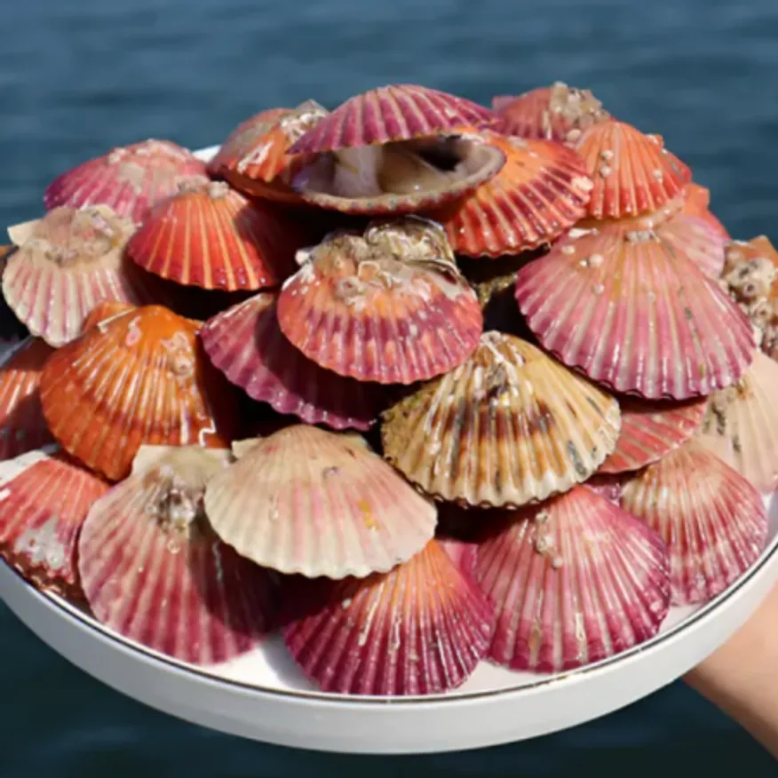 냉동홍가리비 10KG 국내산 급속냉동 (벌크상품) 이미지