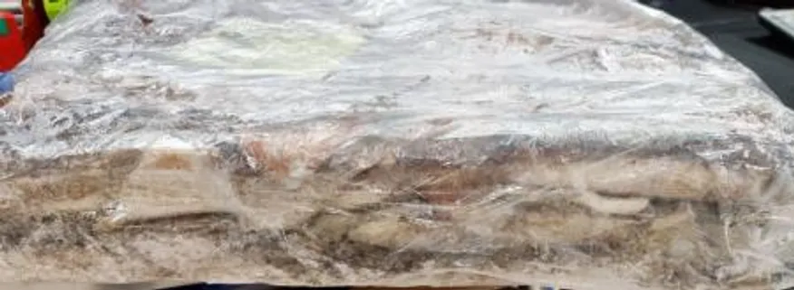 포클랜드 선동 포크오징어 M 20kg 냉동오징어 이미지