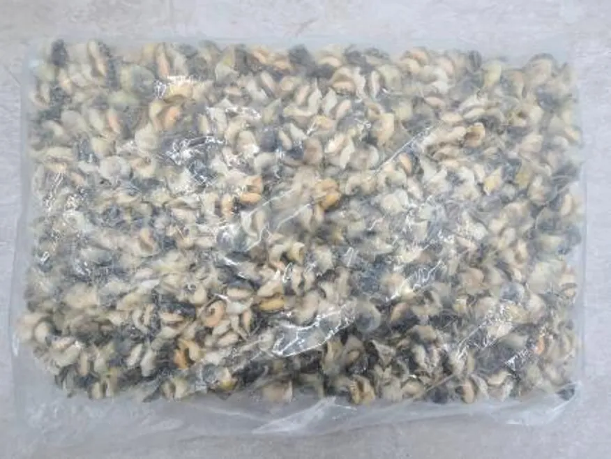 최상급 터키 참소라살 10kg 2L 피뿔고둥살 냉동 소라살 도매용 업소용 이미지