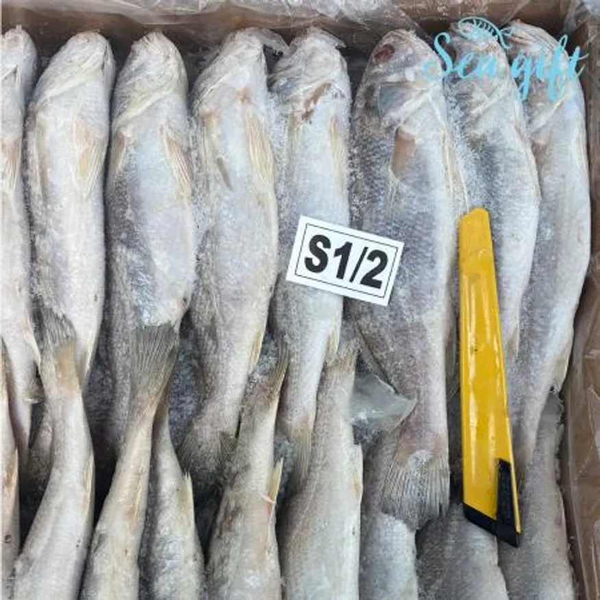 민어조기 10kg 냉동 긴가이석태 제수용 업소용 대용량 이미지