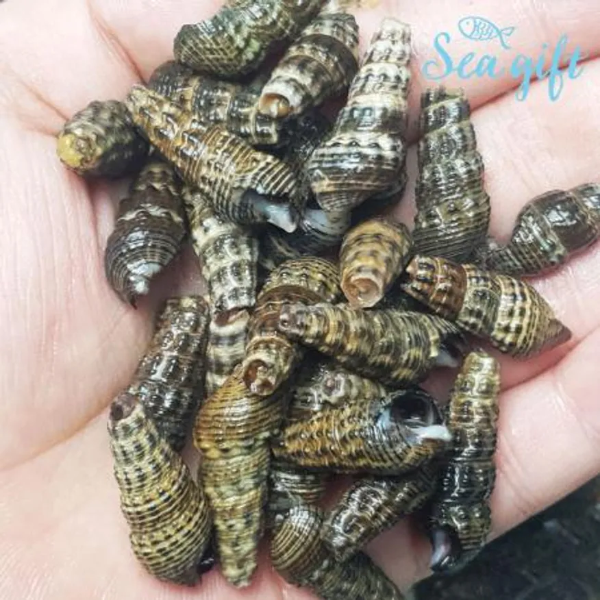 자숙 갯고동 10kg(1kg x 10ea) 이미지