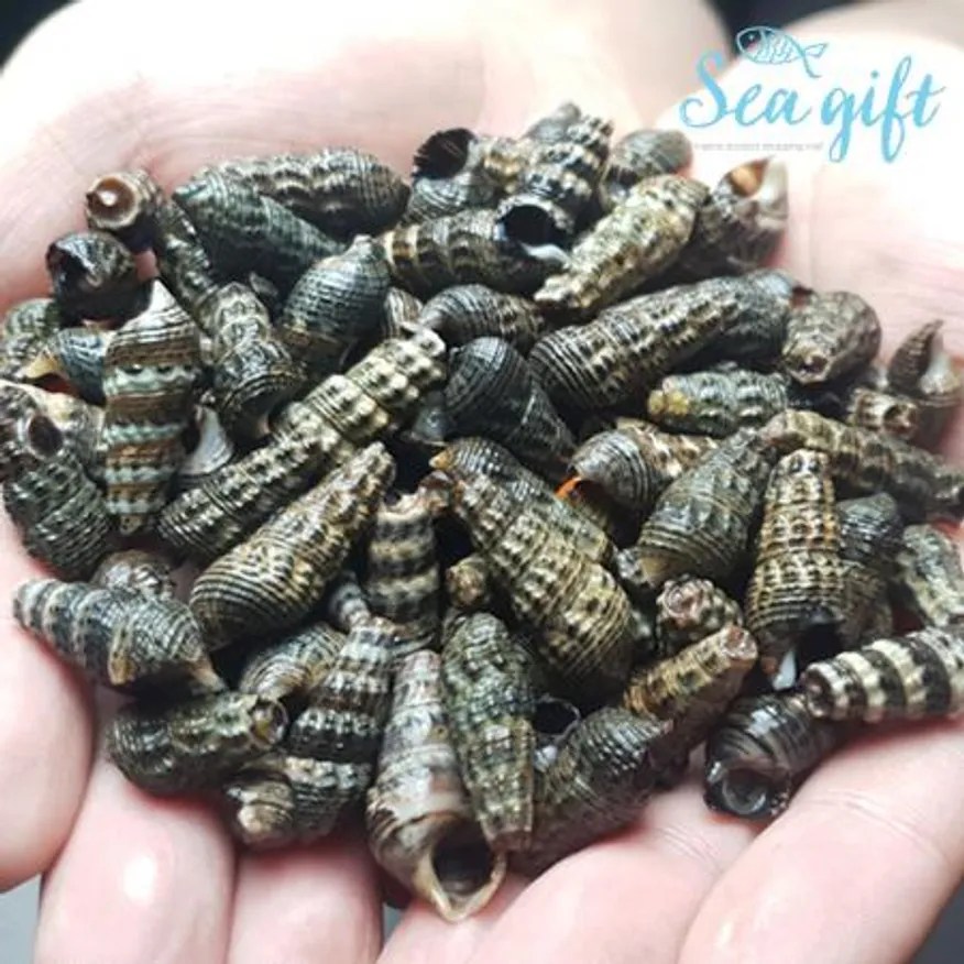 자숙 갯고동 10kg(1kg x 10ea) 이미지