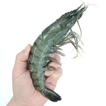 블랙타이거새우 10미 5kg(500g x 10ea)