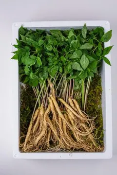 아삼정 새싹삼 중 50뿌리