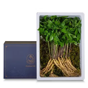 아삼정 새싹삼 대 30뿌리