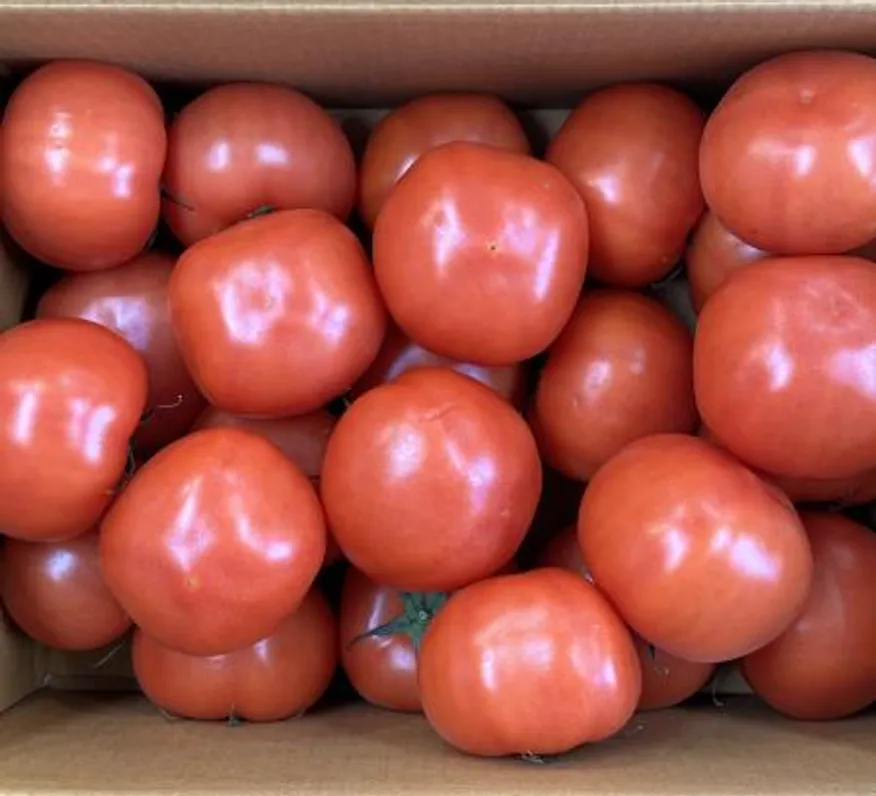 가온) 국내산 완숙 토마토5kg (2번~3번사이즈) 이미지