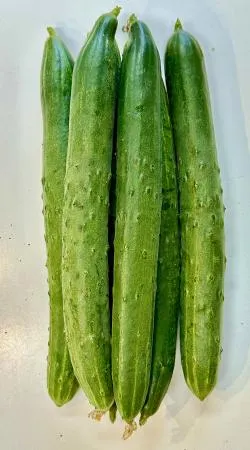 가온) 국내산 청오이 1개