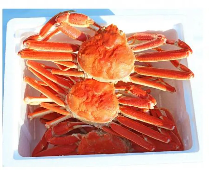 붉은대게살 (LF 3단) 1kg 냉동 홍게살 파지 이미지