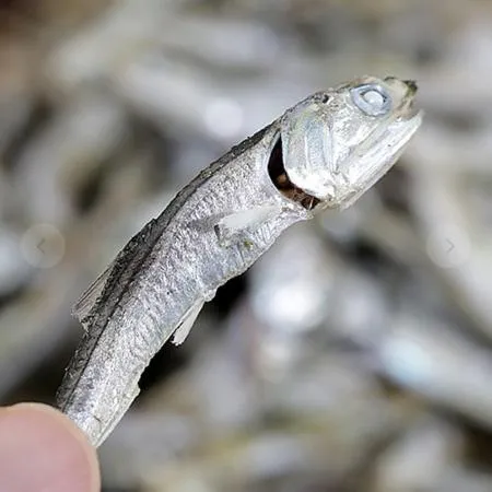 다시멸치 육수용멸치 300g 국물멸치 멸치육수 육수재료 국물요리 가정용 업소용 건멸치 식자재 이미지