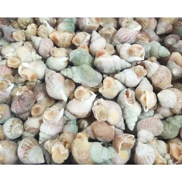 냉동 자숙 피골뱅이(껍질있음) 2x -10kg 캐나다골뱅이