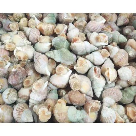 냉동 자숙 피골뱅이(껍질있음) 2x -10kg 캐나다골뱅이 