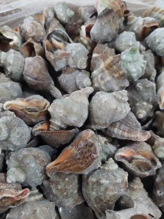 피뿔고둥 피소라 (3s) 10kg (자숙,껍질유) 이미지