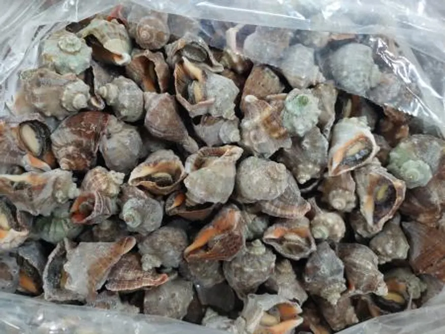 피뿔고둥 피소라 (2S) 10kg (자숙,껍질있는것) 이미지