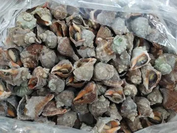 피뿔고둥 피소라 (3S) 10kg (자숙,껍질있는것)