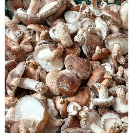 송화버섯 못난이 1kg 업소용