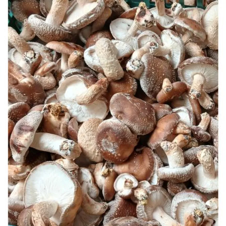 송화버섯 못난이 1kg 업소용 이미지