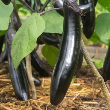 국내산 축양 농장 직송 가지 특상품 4Kg 중 사이즈 20-30개 내외