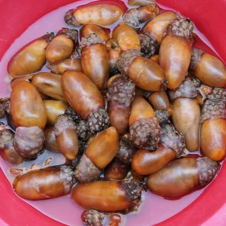 손질 미더덕 1kg 통영 생물 오만둥이 미더덕회 이미지