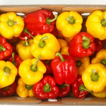 국내산 빨강 노랑 혼합 파프리카 1kg