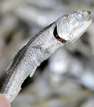 다시멸치 300g 업소용 육수 국물용 멸치