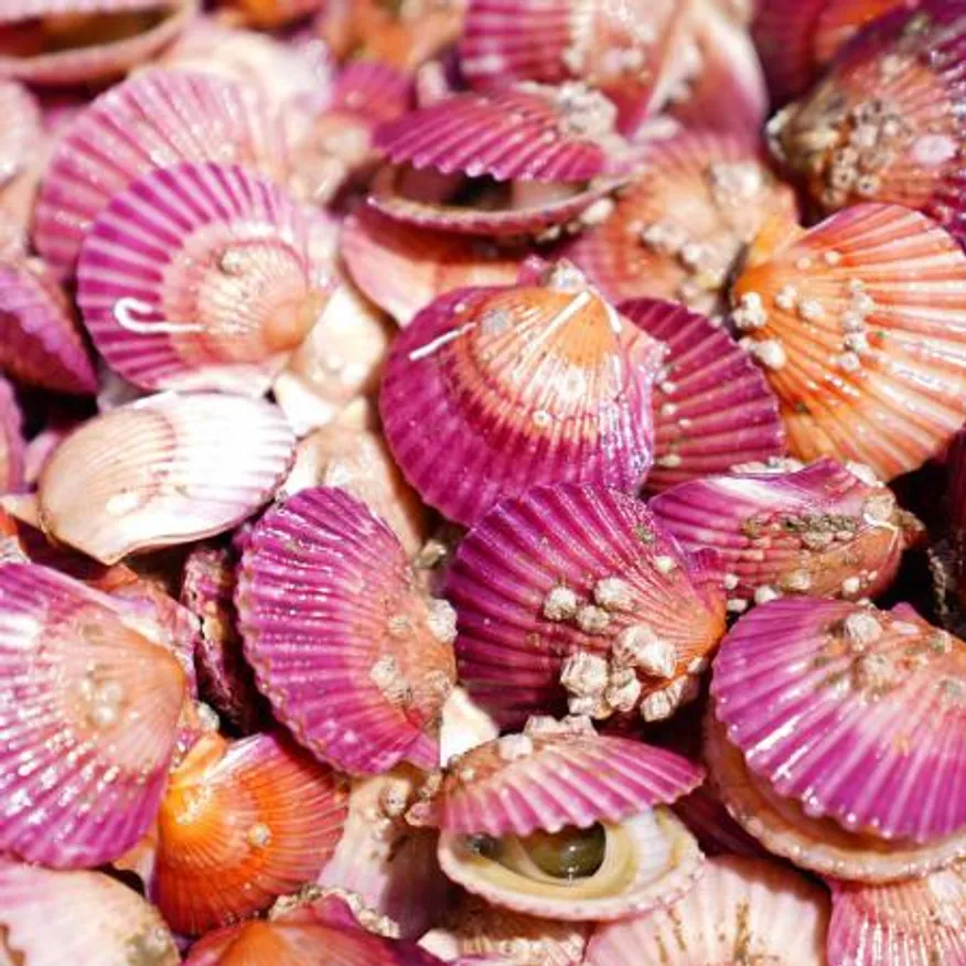 통영 홍가리비 1kg 제철 업소용 세척 가리비 조개 이미지