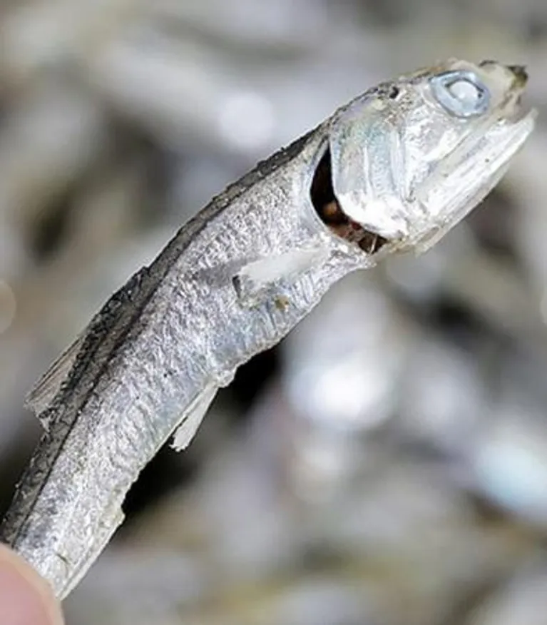 육수용멸치 1.5kg 다시멸치 업소용 국물 멸치 이미지