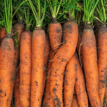 국내산 당근 특품 중 3kg