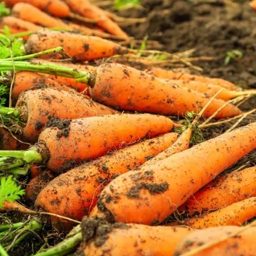 국내산 당근 특품 상 3kg