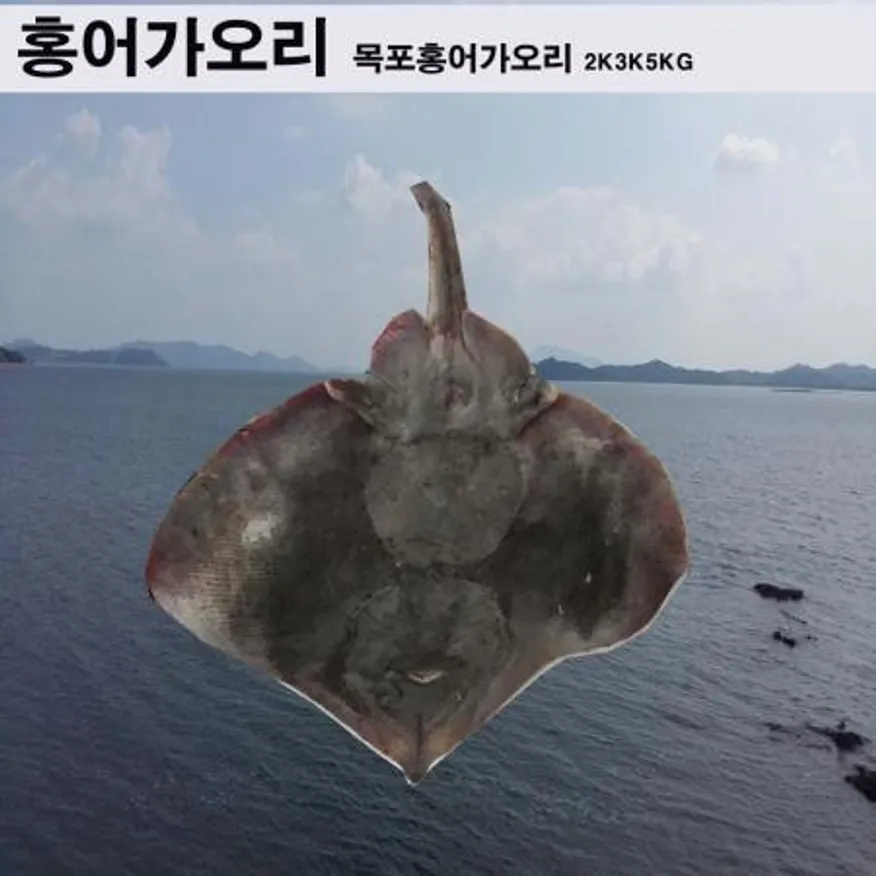가오리 1 마리 2 kg내외 통채로보냄 / 간재미 가오리찜 냉동 무침 이미지