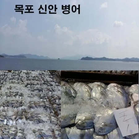 병어 10마리 1kg 전후 / 목포 횟감용 구이용 찜용