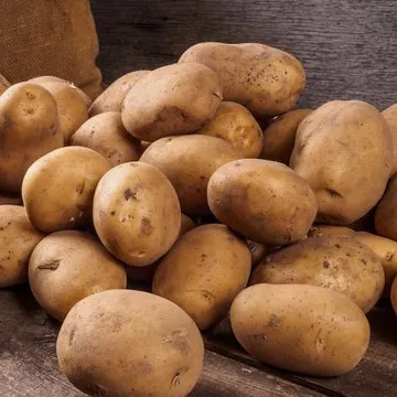 강원도 두백 햇 분~감자 10kg(왕특)