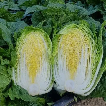 강원도 고랭지 통배추 3포기 5~8kg