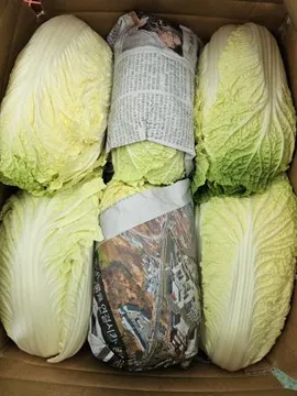 강원도 알배기배추 쌈배추 12통