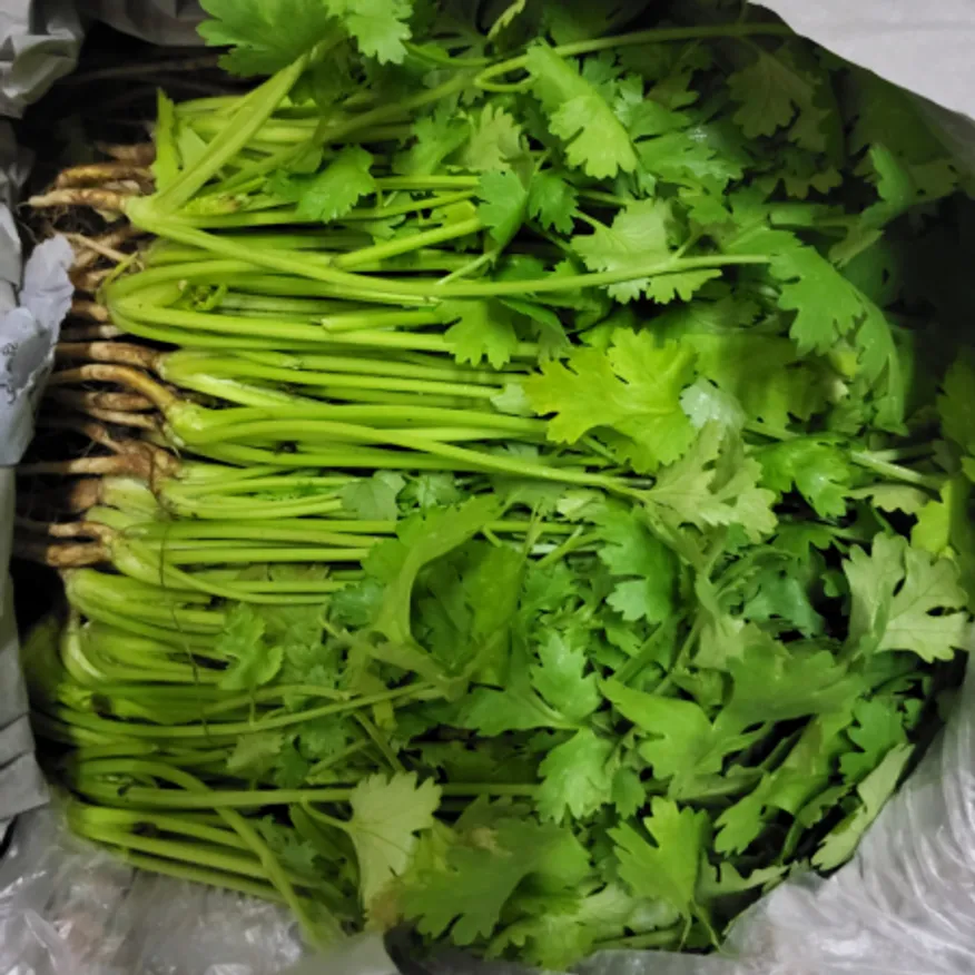 고수 1kg ( 약 1단 x 3.4개 ) 이미지