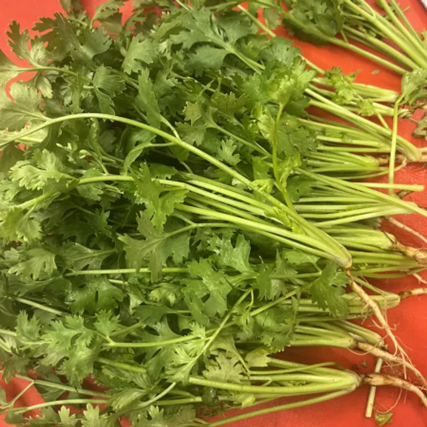 고수 1kg ( 약 1단 x 3.4개 ) 이미지