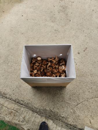 솔 송화버섯 업소용(식당용) 10kg - 송화, 송고, 송이향 이미지