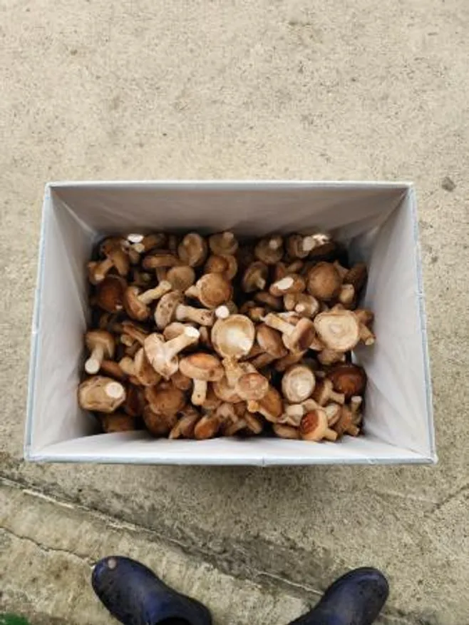 솔 송화버섯 업소용(식당용) 5kg - 송화, 송고, 송이향 이미지