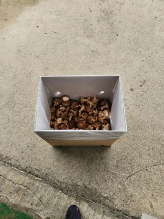 솔 송화버섯 업소용(식당용) 1kg - 송화, 송고, 송이향 이미지