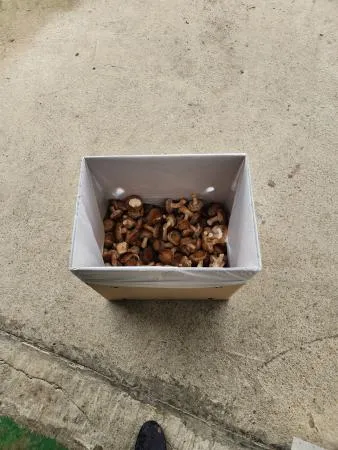 솔 송화버섯 업소용(식당용) 1kg - 송화, 송고, 송이향 이미지