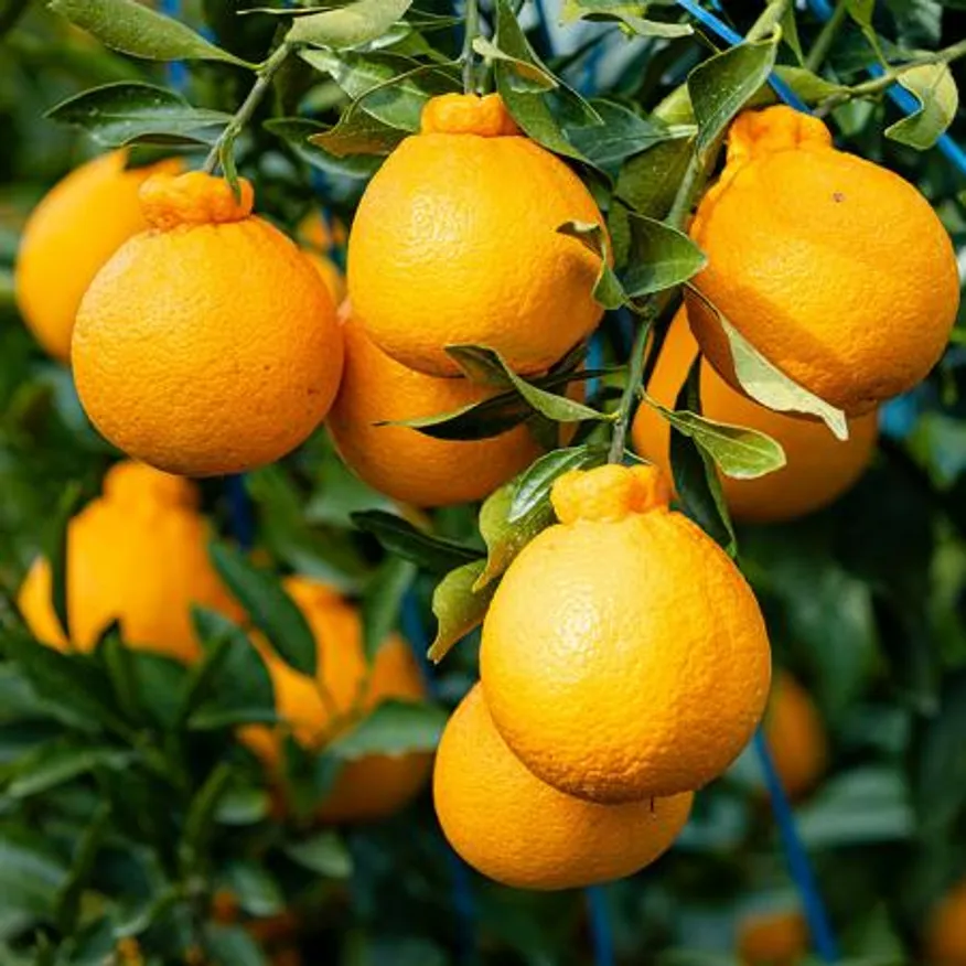 제주 노지 한라봉 4.5kg (정품) 이미지