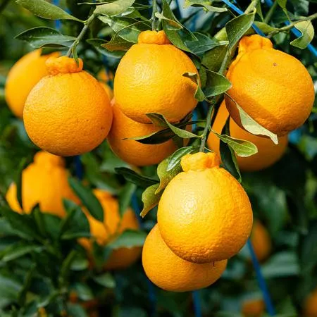 제주 노지 한라봉 4.5kg (정품)