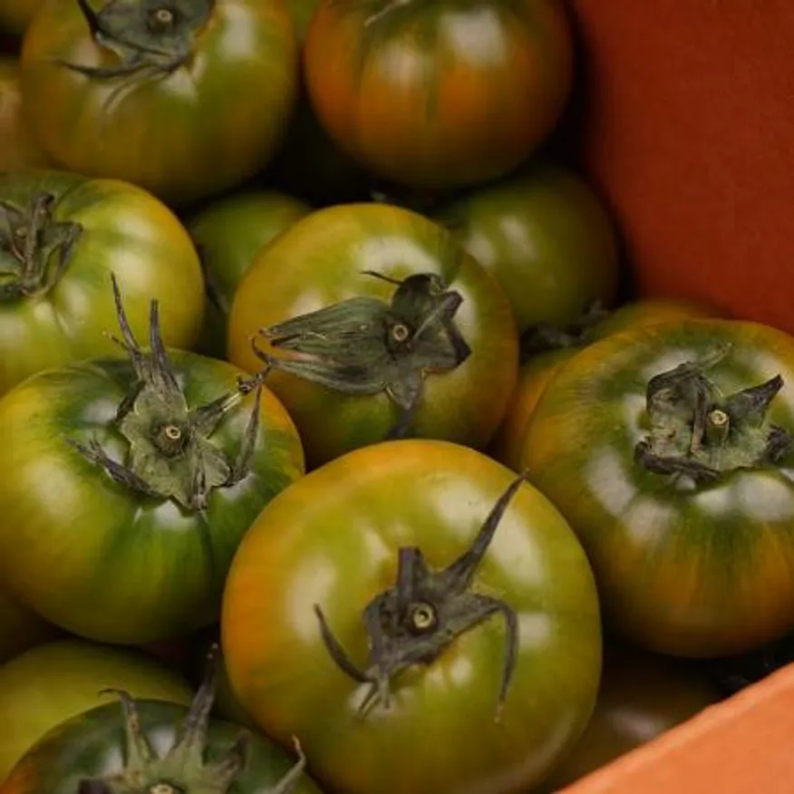 대저토마토 2.5kg 대과/ L-2L / 일반 이미지