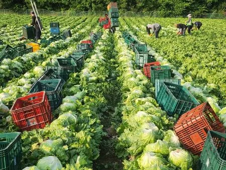 Green one 양상추 12통 벌크(스티로폼) 이미지