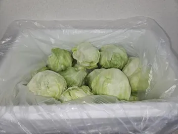Green one 양상추 샐러드용 6kg(스티로폼)