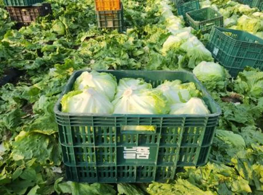 Green one 양상추 샐러드용 6kg(스티로폼) 이미지