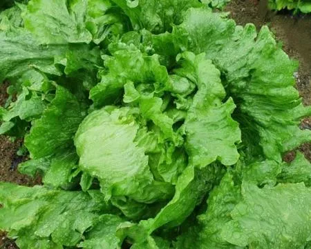 Green one 양상추 12통개별포장(스티로폼박스) 이미지
