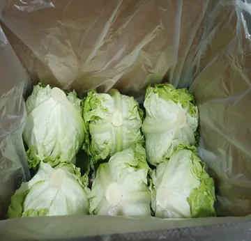 Green one 양상추 12통 벌크 (종이)