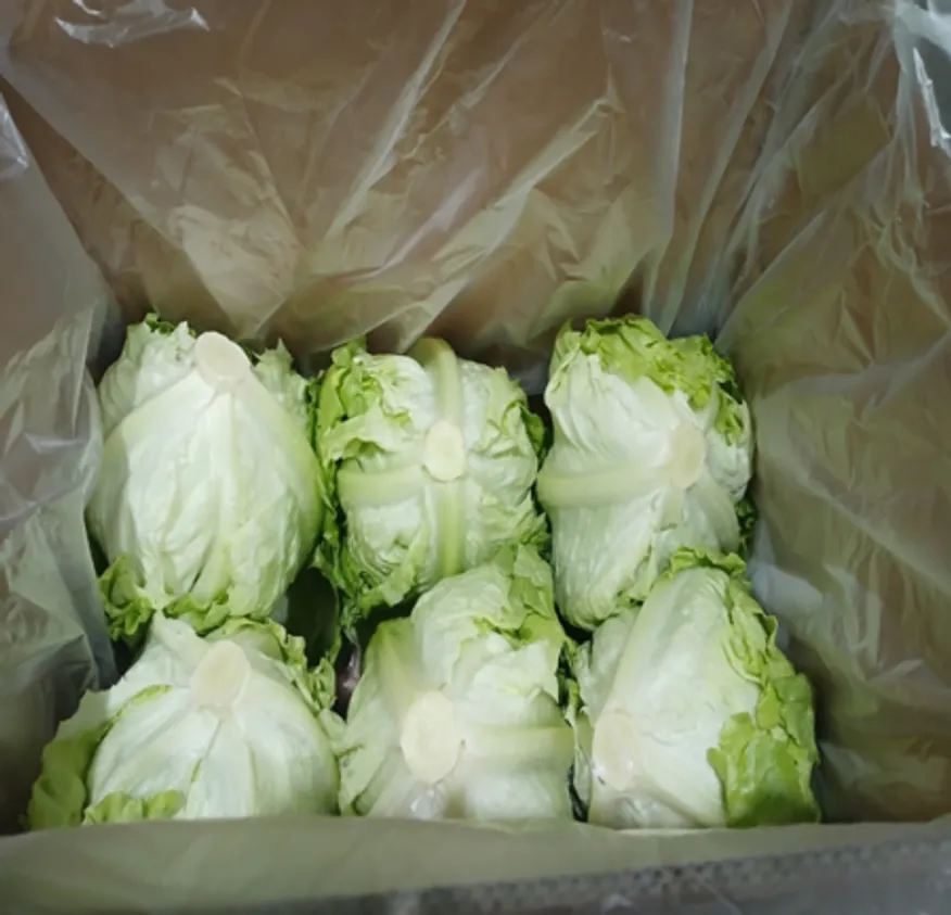 Green one 양상추 12통 벌크 (종이) 이미지