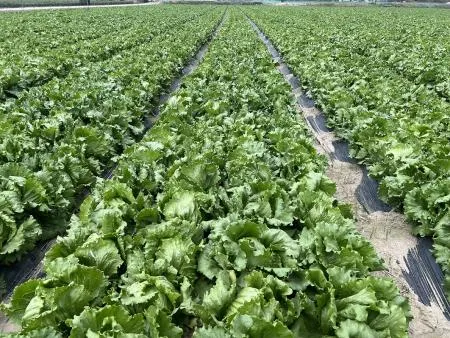 Green one 깐양상추,샐러드용 5kg 내외 (종이) 이미지